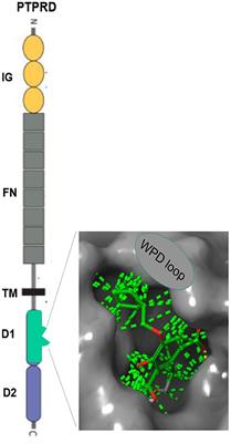 Selecting the appropriate hurdles and endpoints for pentilludin, a novel antiaddiction pharmacotherapeutic targeting the receptor type protein tyrosine phosphatase D